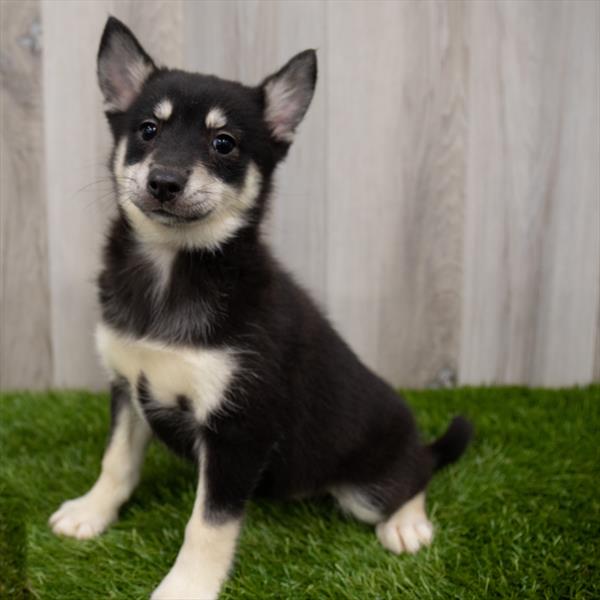 Pomsky DOG Female Black / White 7468 Petland Robinson, PA