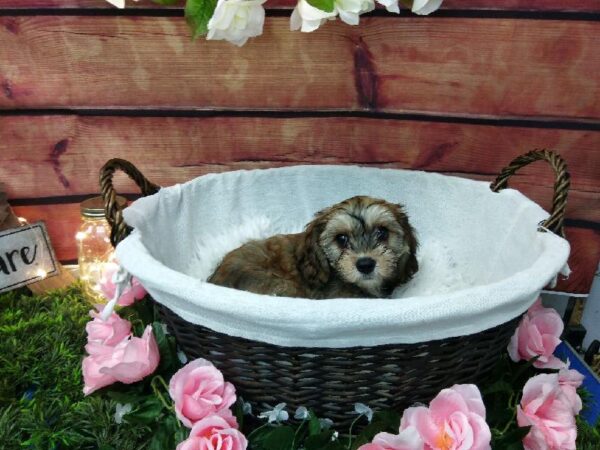 Cavachon DOG Male Ruby 7476 Petland Robinson, PA