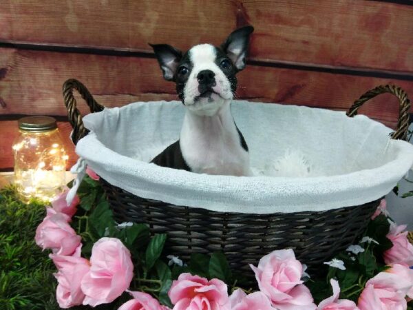 Boston Terrier DOG Male Black and White 7475 Petland Robinson, PA