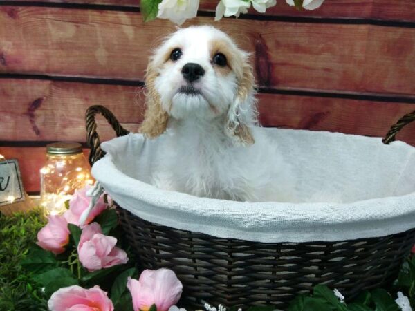 Cavachon DOG Female White 7472 Petland Robinson, PA