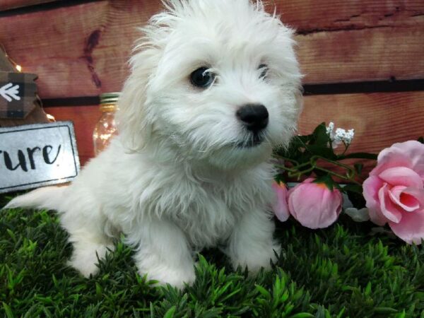 Maltese DOG Male White 7471 Petland Robinson, PA