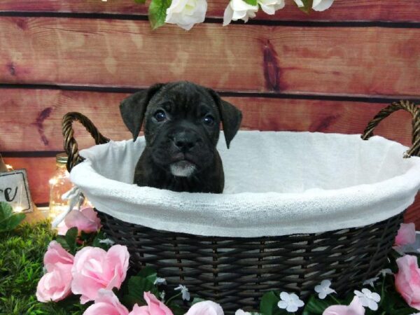 Valley Bulldog-DOG-Male-Brindle-7470-Petland Robinson, PA