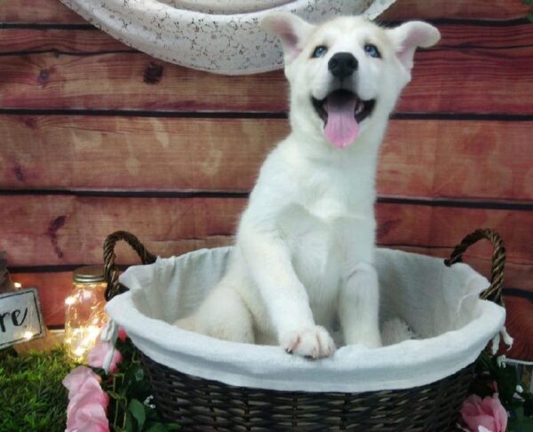 Siberian Husky-DOG-Male-Sable and White-7474-Petland Robinson, Pittsburgh, PA