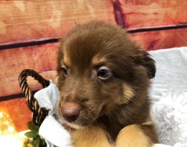 Miniature Australian Shepherd-DOG-Male-Red-7500-Petland Robinson, Pittsburgh, PA