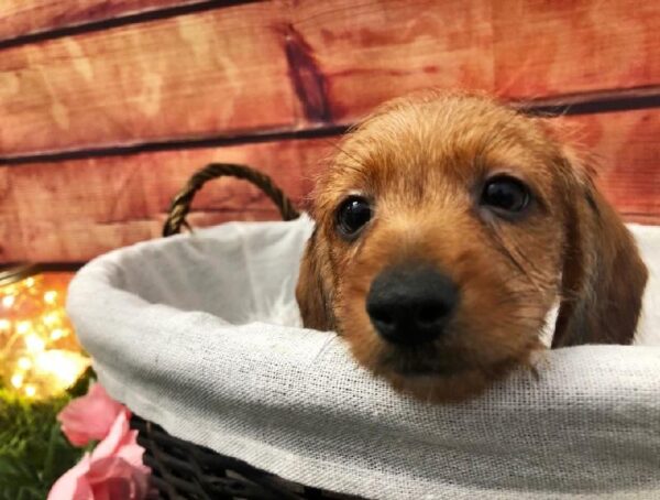 Dachshund-DOG-Male-Red-7499-Petland Robinson, Pittsburgh, PA