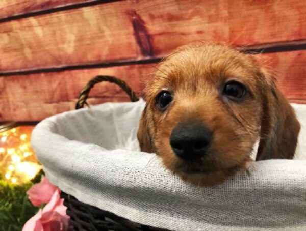 Dachshund DOG Male Red 7499 Petland Robinson, PA