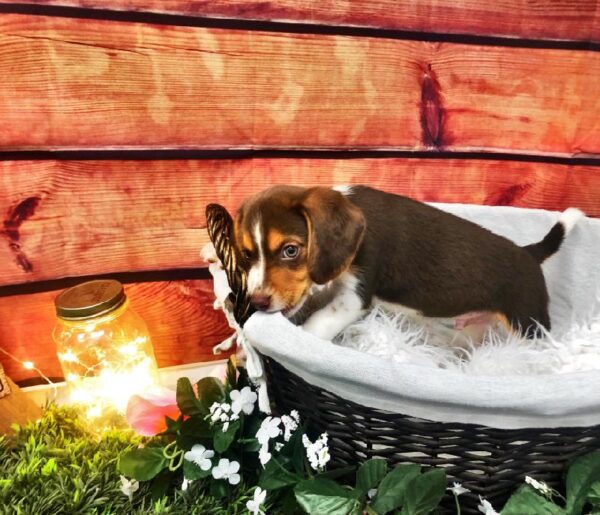 Beagle-DOG-Male-Chocolate White Tan-7498-Petland Robinson, Pittsburgh, PA