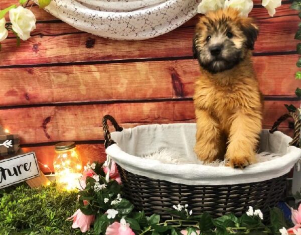 Soft Coated Wheaten Terrier DOG Female Wheaten 7497 Petland Robinson, PA