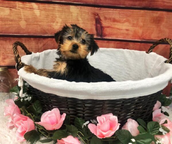 Yorkie DOG Female Black / Tan 7496 Petland Robinson, PA