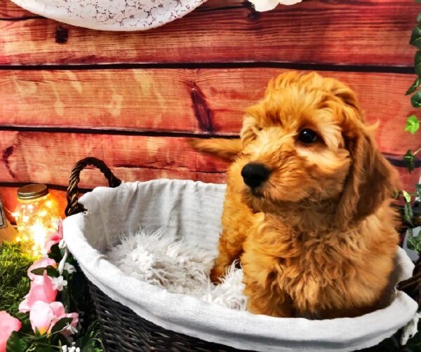 Miniature Goldendoodle-DOG-Male-Golden-7495-Petland Robinson, Pittsburgh, PA