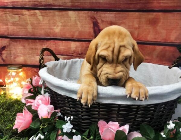 Sharpeagle-DOG-Male-Fawn-7494-Petland Robinson, PA