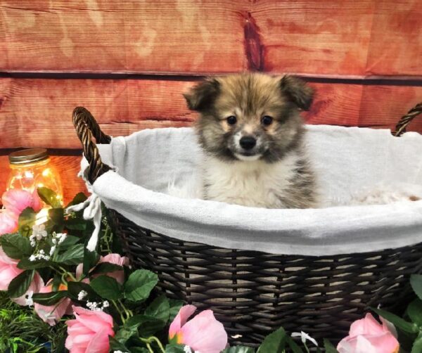 Pomeranian DOG Male Orange Sable 7493 Petland Robinson, PA