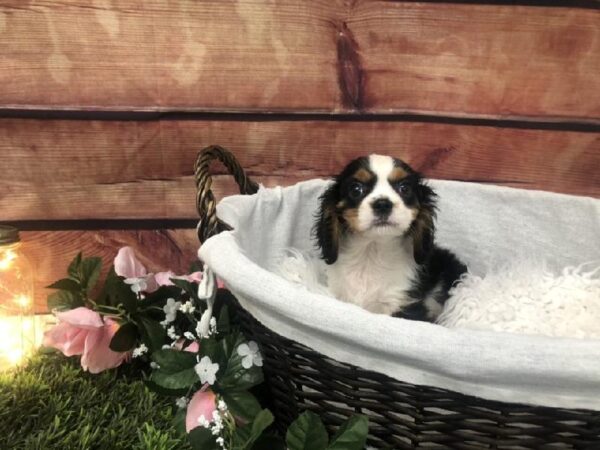 Cavalier King Charles Spaniel DOG Male Black White / Tan 7492 Petland Robinson, PA