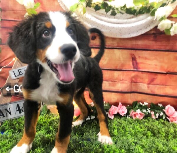 Bernese Mountain Dog DOG Male Black Rust / White 7491 Petland Robinson, PA