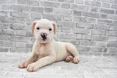 Old English Bulldog DOG Female White 7502 Petland Robinson, PA