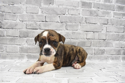 Old English Bulldog-DOG-Female-Red Brindle and White-7503-Petland Robinson, Pittsburgh, PA