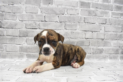 Old English Bulldog DOG Female Red Brindle and White 7503 Petland Robinson, PA