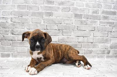 Boxer-DOG-Male-Brindle-7504-Petland Robinson, Pittsburgh, PA