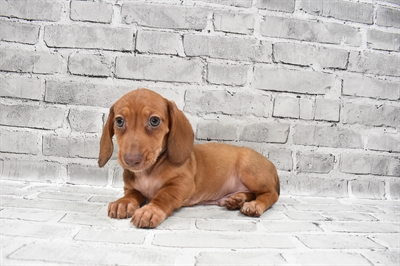 Dachshund DOG Male Red 7505 Petland Robinson, PA