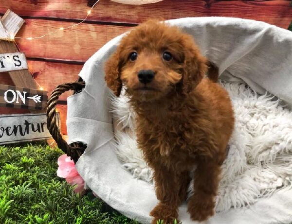 Mini Goldendoodle 2nd Gen.-DOG-Female-Dark Red-7531-Petland Robinson, Pittsburgh, PA