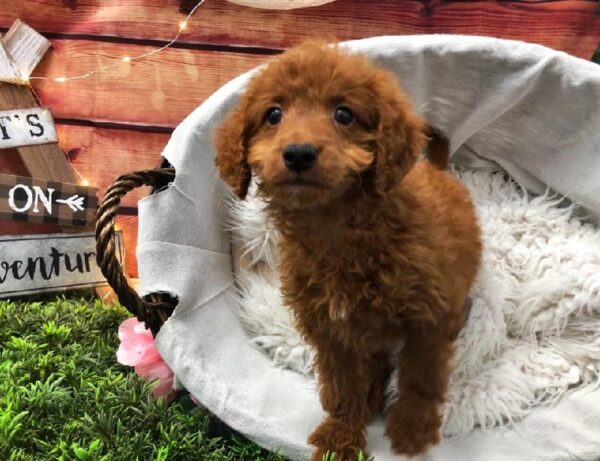 Mini Goldendoodle 2nd Gen. DOG Female Dark Red 7531 Petland Robinson, PA