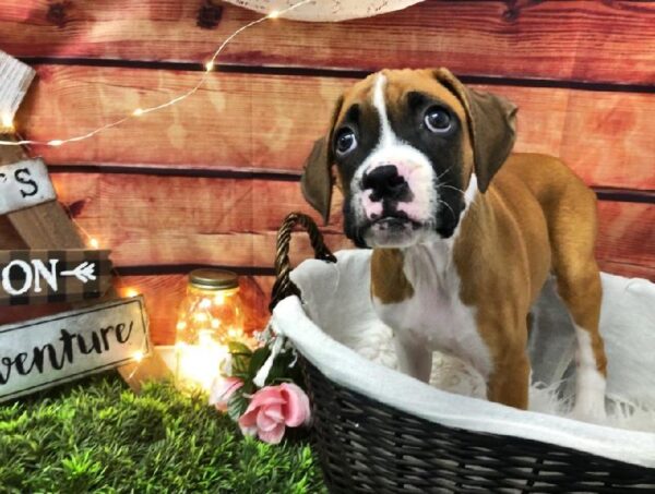 Boxer DOG Male Fawn 7528 Petland Robinson, PA