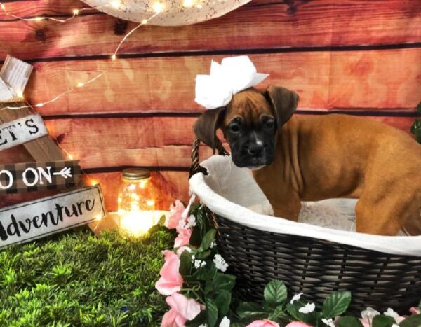 Boxer-DOG-Female-Fawn-7527-Petland Robinson, Pittsburgh, PA