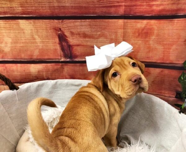 Sharpeagle-DOG-Female-Red-7524-Petland Robinson, Pittsburgh, PA