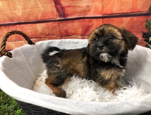 Shorkie-DOG-Male-Red Sable-7523-Petland Robinson, Pittsburgh, PA