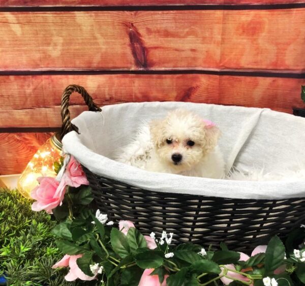 Teddy Bear-DOG-Female-White-7526-Petland Robinson, Pittsburgh, PA