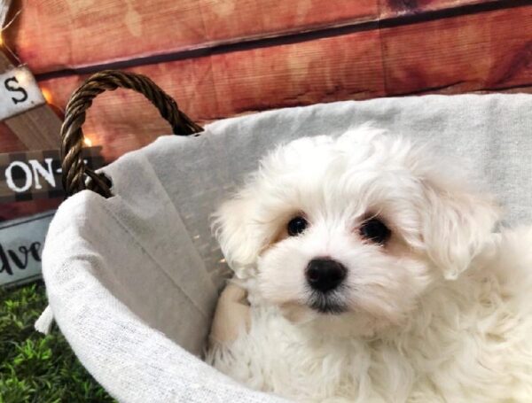 Maltese-DOG-Male-White-7525-Petland Robinson, Pittsburgh, PA