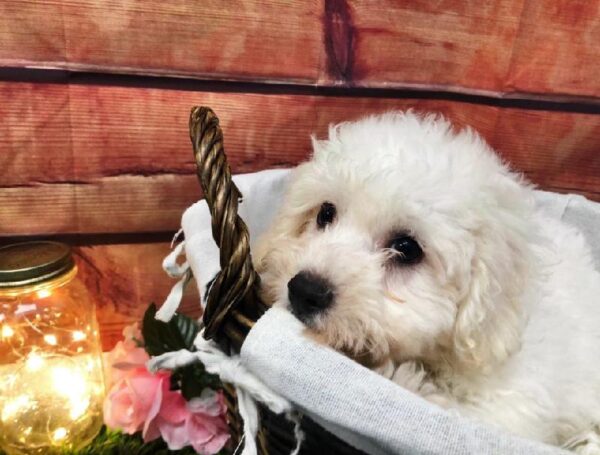 Bichon DOG Male White 7522 Petland Robinson, PA