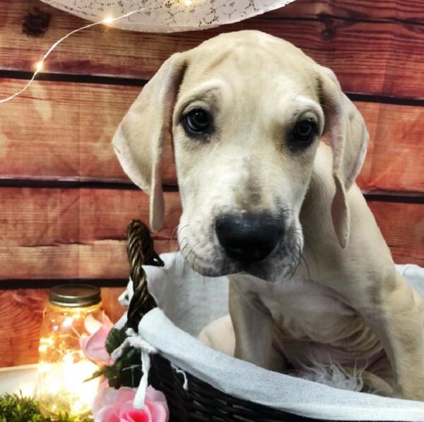 Great Dane-DOG-Male-Fawn-7538-Petland Robinson, Pittsburgh, PA