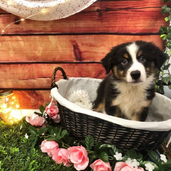 Australian Shepherd DOG Male Black and White 7544 Petland Robinson, PA