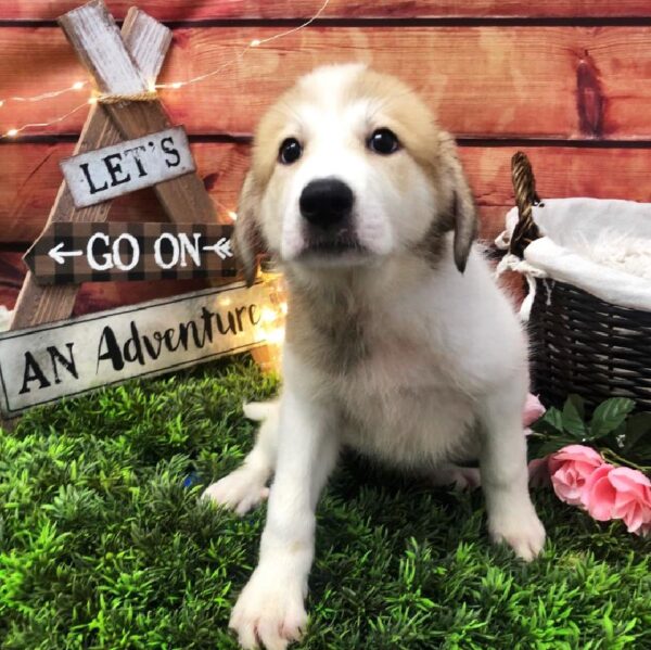 Anatolian Shep/Pyrenees DOG Female Gold and White 7542 Petland Robinson, PA