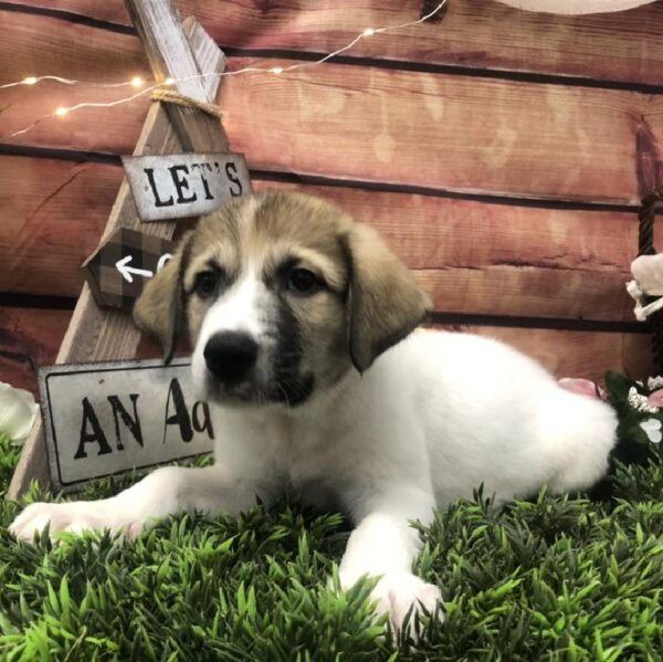 Anatolian Shep/Pyrenees DOG Male Gold and White 7541 Petland Robinson, PA