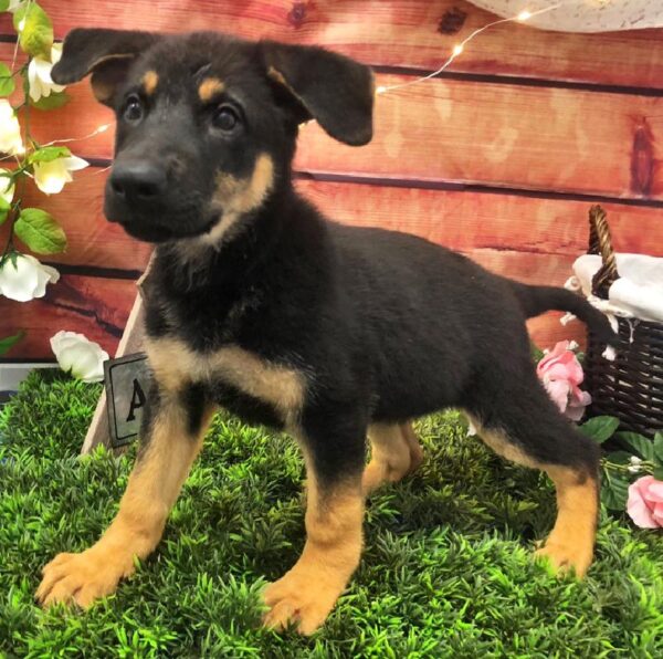 German Shepherd DOG Female Black and Tan 7543 Petland Robinson, PA