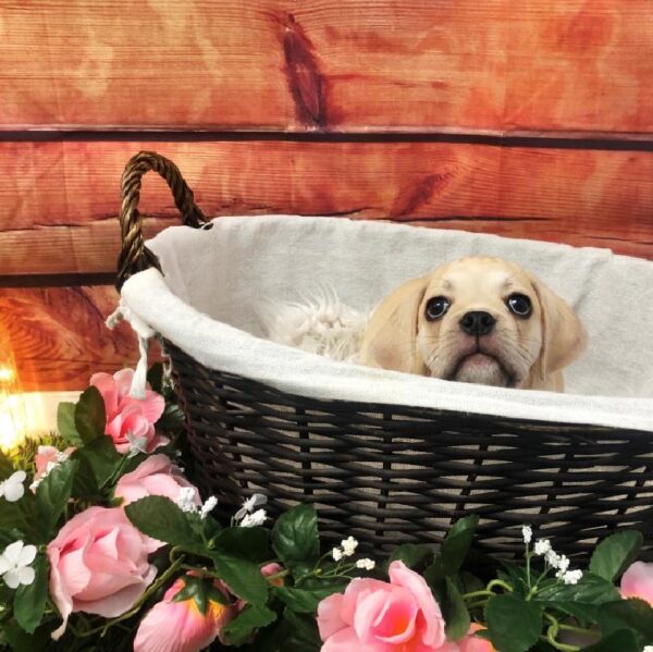 Puggle-DOG-Male-Lemon-7545-Petland Robinson, Pittsburgh, PA
