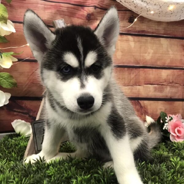 Siberian Husky-DOG-Male-Black and White-7539-Petland Robinson, Pittsburgh, PA