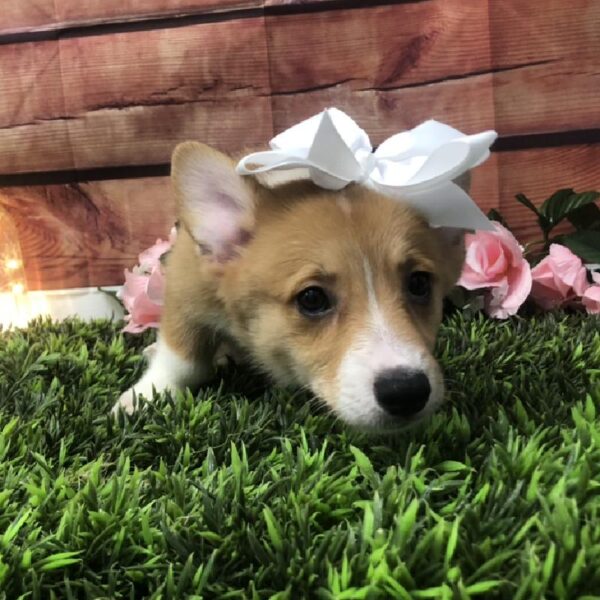 Pembroke Welsh Corgi-DOG-Female-Red-7546-Petland Robinson, Pittsburgh, PA
