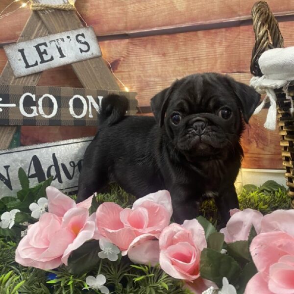 Pug DOG Male Black 7561 Petland Robinson, PA