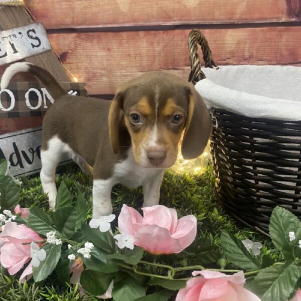 Beagle-DOG-Male-Chocolate White Tan-7560-Petland Robinson, Pittsburgh, PA
