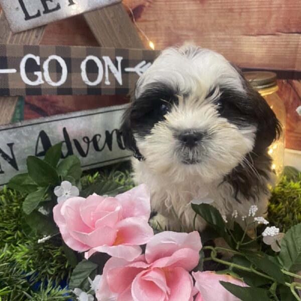 Teddy Bear DOG Female Brindle / White 7559 Petland Robinson, PA