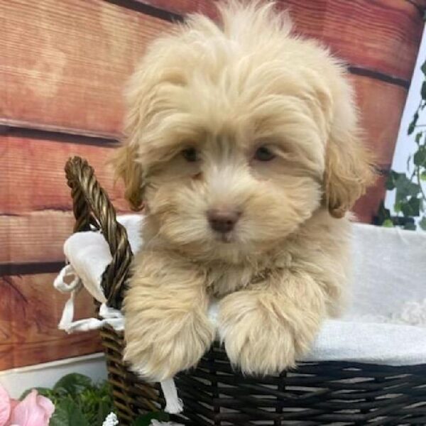 ShizaPoo-DOG-Male-Gold-7558-Petland Robinson, PA