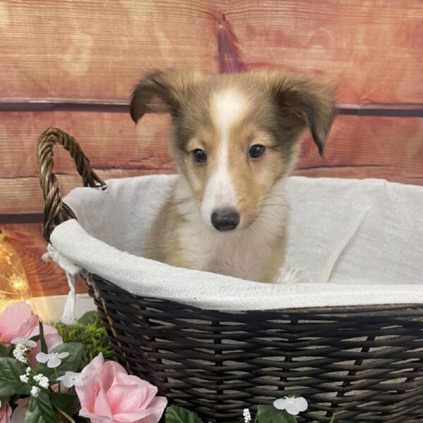 Sheltie DOG Male Sable / White 7557 Petland Robinson, PA