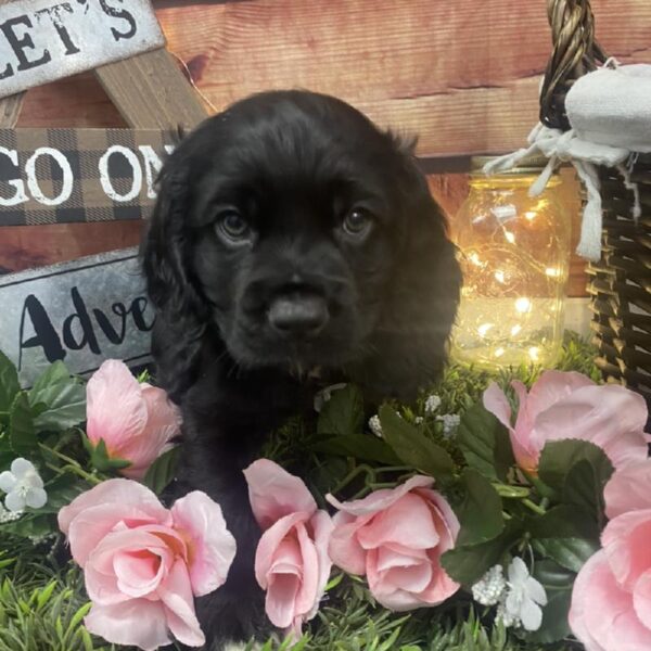 Cocker Spaniel DOG Male Black 7556 Petland Robinson, PA