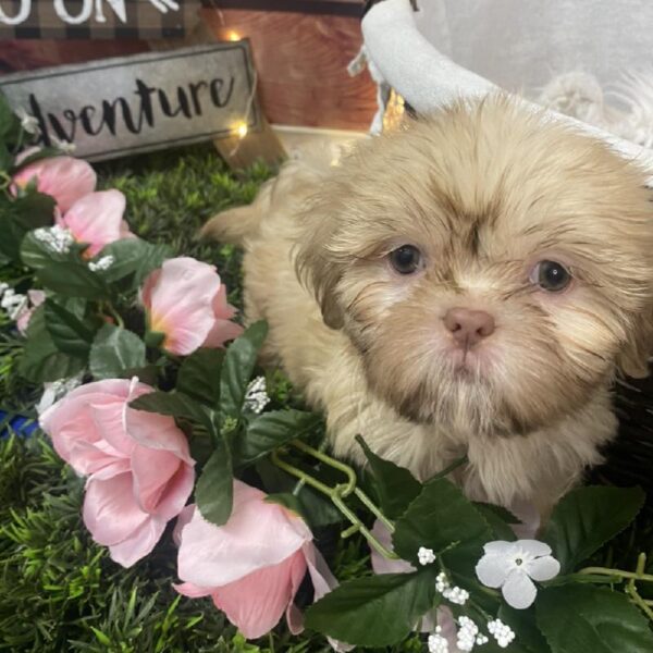 Shih Tzu DOG Female Cream 7555 Petland Robinson, PA