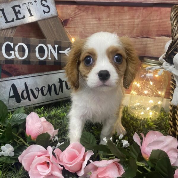 Cavalier King Charles Spaniel-DOG-Male-Blenheim-7554-Petland Robinson, Pittsburgh, PA