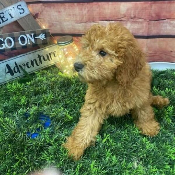 Miniature Goldendoodle-DOG-Male-Red-7553-Petland Robinson, PA