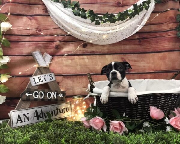 Boston Terrier-DOG-Female-Black and White-7566-Petland Robinson, Pittsburgh, PA